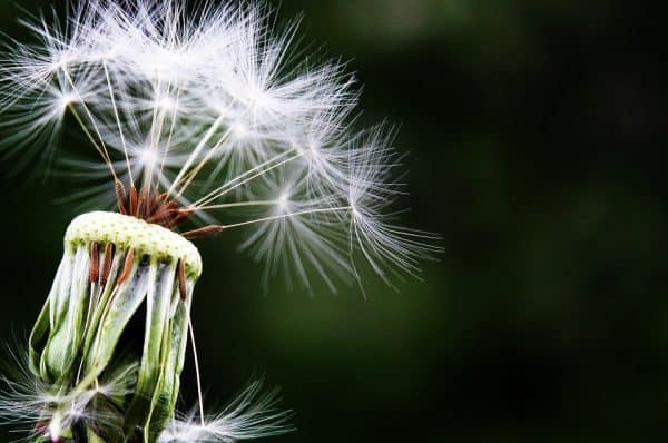 allergy testing dandilion