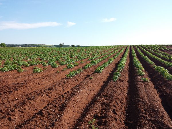 farming-field-soil