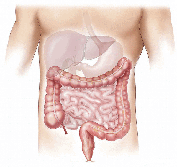 intestinal-tract-anatomy