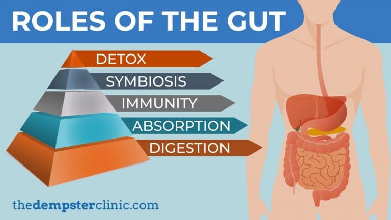 The role of the gut in digestion