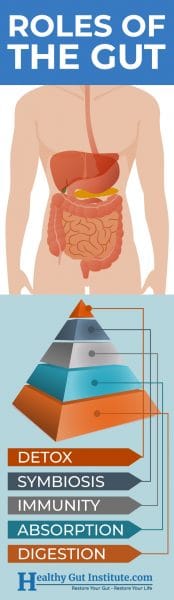 Roles of the Gut