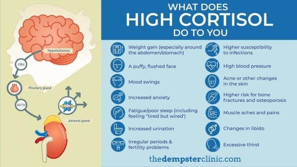What does high cortisol do to you?