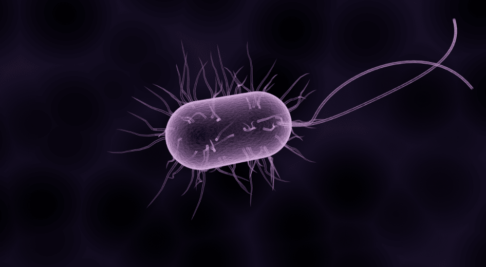 micro-organism-purple-bacteria
