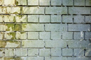 mold-brick-wall