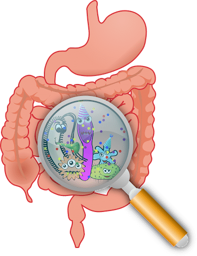 You are currently viewing Does Your Gut Microbiome                Need a Tune-up?