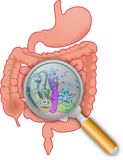 Showing gut bacteria in the digestive system