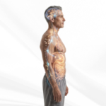 Why Gut Health Influences Almost Every System in Your Body